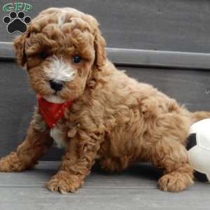 Lenny, Mini Goldendoodle Puppy